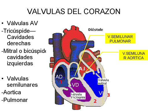 caracteristicas de las valvulas del corazon pdf humano