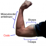 Los musculos del cuerpo humano