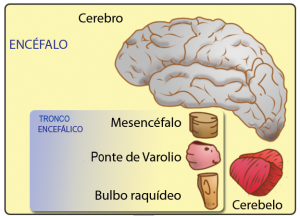 El encéfalo humano: Características, función y sus partes