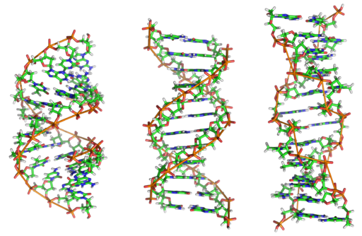 De izquierda a derecha, las estructuras de A-, B-y Z-ADN. La estructura de una molécula de ADN depende de su entorno., la b es es la más común. Zephyris at the English language Wikipedia [GFDL or CC-BY-SA-3.0], from Wikimedia Commons