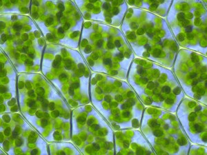 Celula Vegetal, cloroplastos