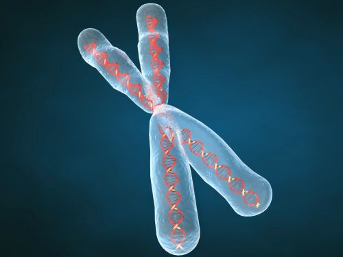 ¿cuántos cromosomas tiene el ser humano?