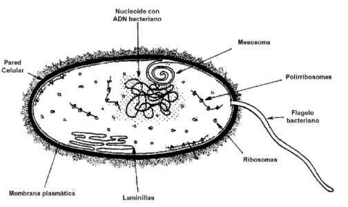 Cuáles son las células procariotas